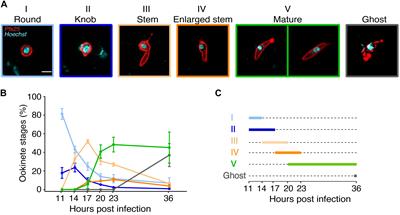 Critical Steps of Plasmodium falciparum Ookinete Maturation